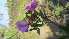  (Tephrosia emeroides - F8_K1301_Indigofera_SKS14-045)  @11 [ ] CreativeCommons - Attribution Non-Commercial Share-Alike (2243) Unspecified Mpala Research Centre