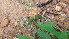  ( - C9_K1301_Digitaria_milanjiana)  @11 [ ] CreativeCommons - Attribution Non-Commercial Share-Alike (2239) Unspecified Mpala Research Centre