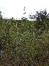  (Cymbopogon commutatus - D10_K1301_Cymbopogon_commutatus)  @11 [ ] CreativeCommons - Attribution Non-Commercial Share-Alike (2227) Unspecified Mpala Research Centre