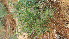  (Endostemon - G11_K1301_Ocimum_SKS14-051)  @11 [ ] CreativeCommons - Attribution Non-Commercial Share-Alike (2201) Unspecified Mpala Research Centre