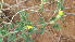  ( - D1_K1301_Stylosanthes_fruticosa)  @11 [ ] CreativeCommons - Attribution Non-Commercial Share-Alike (2195) Unspecified Mpala Research Centre