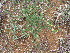  (Stylosanthes fruticosa - C1_K1301_Stylosanthes_fruticosa)  @11 [ ] CreativeCommons - Attribution Non-Commercial Share-Alike (2194) Unspecified Mpala Research Centre