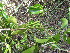  (Psydrax schimperiana - A2_K1302_Teclea_nobilis)  @11 [ ] CreativeCommons - Attribution Non-Commercial Share-Alike (2165) Unspecified Mpala Research Centre
