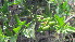  ( - A3_K1302_Jasminum_fluminense)  @11 [ ] CreativeCommons - Attribution Non-Commercial Share-Alike (2149) Unspecified Mpala Research Centre