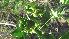  ( - A3_K1302_Jasminum_fluminense)  @11 [ ] CreativeCommons - Attribution Non-Commercial Share-Alike (2014) Dr. Tyler Kartzinel Mpala Research Centre