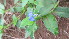  ( - C5_K1302_Commelina_benghalensis)  @11 [ ] CreativeCommons - Attribution Non-Commercial Share-Alike (2105) Unspecified Mpala Research Centre