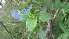  ( - C5_K1302_Commelina_benghalensis)  @11 [ ] CreativeCommons - Attribution Non-Commercial Share-Alike (2106) Unspecified Mpala Research Centre