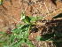  ( - B8_K1302_Commelina_africana)  @11 [ ] CreativeCommons - Attribution Non-Commercial Share-Alike (2076) Unspecified Mpala Research Centre