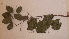  ( - TK1_G10_FIELD)  @11 [ ] CreativeCommons - Attribution Non-Commercial Share-Alike (2017) Unspecified Mpala Research Centre