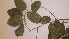  ( - TK1_G10_FIELD)  @11 [ ] CreativeCommons - Attribution Non-Commercial Share-Alike (2017) Unspecified Mpala Research Centre
