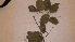 ( - TK1_G10_FIELD)  @11 [ ] CreativeCommons - Attribution Non-Commercial Share-Alike (2017) Unspecified Mpala Research Centre