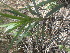  (Hybanthus enneaspermus - TK1_A1_NMK)  @11 [ ] CreativeCommons - Attribution Non-Commercial Share-Alike (2017) Unspecified Mpala Research Centre