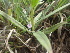  ( - TK1_D1_FIELD)  @11 [ ] CreativeCommons - Attribution Non-Commercial Share-Alike (2017) Unspecified Mpala Research Centre