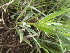  ( - TK1_D1_FIELD)  @11 [ ] CreativeCommons - Attribution Non-Commercial Share-Alike (2017) Unspecified Mpala Research Centre
