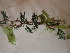  ( - TK1_E3_NMK)  @11 [ ] CreativeCommons - Attribution Non-Commercial Share-Alike (2017) Unspecified Mpala Research Centre
