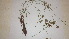  (Cyperus flavescens - TK1_A11_NMK)  @11 [ ] CreativeCommons - Attribution Non-Commercial Share-Alike (2017) Unspecified Mpala Research Centre