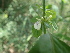 (Justicia striata - TK2_A5_SI)  @11 [ ] CreativeCommons - Attribution Non-Commercial Share-Alike (2017) Unspecified Mpala Research Centre