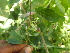  (Helinus - TK2_A6_NMK)  @11 [ ] CreativeCommons - Attribution Non-Commercial Share-Alike (2017) Unspecified Mpala Research Centre