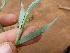  ( - C9_K1216_Digitaria_sp)  @11 [ ] CreativeCommons - Attribution Non-Commercial Share-Alike (2014) Dr. Robert Pringle Mpala Research Centre