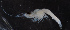  (Hemimysis anomala - NHMUK013264699)  @11 [ ] Unspecified (default): All Rights Reserved  Ben W Price Natural History Museum, London