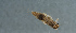  ( - NHMUK013264953)  @11 [ ] Unspecified (default): All Rights Reserved  Ben W Price Natural History Museum, London