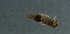  ( - NHMUK013264953)  @11 [ ] Unspecified (default): All Rights Reserved  Ben W Price Natural History Museum, London