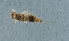  ( - NHMUK013264953)  @11 [ ] Unspecified (default): All Rights Reserved  Ben W Price Natural History Museum, London