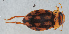  ( - NHMUK013265265)  @11 [ ] Unspecified (default): All Rights Reserved  Ben W Price Natural History Museum, London