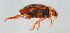  ( - NHMUK013265265)  @11 [ ] Unspecified (default): All Rights Reserved  Ben W Price Natural History Museum, London