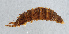  ( - NHMUK013265328)  @11 [ ] Unspecified (default): All Rights Reserved  Ben W Price Natural History Museum, London