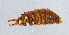  ( - NHMUK013265328)  @11 [ ] Unspecified (default): All Rights Reserved  Ben W Price Natural History Museum, London