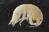  (Gammarus pulex - NHMUK013265616)  @11 [ ] Unspecified (default): All Rights Reserved  Ben W Price Natural History Museum, London