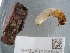  ( - NHMUK013265634)  @11 [ ] Unspecified (default): All Rights Reserved  Ben W Price Natural History Museum, London