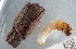  ( - NHMUK013265634)  @11 [ ] Unspecified (default): All Rights Reserved  Ben W Price Natural History Museum, London