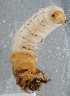  ( - NHMUK013265634)  @11 [ ] Unspecified (default): All Rights Reserved  Ben W Price Natural History Museum, London