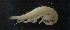  ( - NHMUK013265652)  @11 [ ] Unspecified (default): All Rights Reserved  Ben W Price Natural History Museum, London