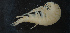  ( - NHMUK013265652)  @11 [ ] Unspecified (default): All Rights Reserved  Ben W Price Natural History Museum, London