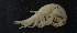  ( - NHMUK013265652)  @11 [ ] Unspecified (default): All Rights Reserved  Ben W Price Natural History Museum, London