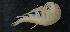  ( - NHMUK013265652)  @11 [ ] Unspecified (default): All Rights Reserved  Ben W Price Natural History Museum, London
