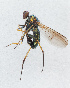  ( - NHMUK014036720)  @11 [ ] Unspecified (default): All Rights Reserved  Ben W Price Natural History Museum, London