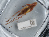  ( - NHMUK014036767)  @11 [ ] Unspecified (default): All Rights Reserved  Ben W Price Natural History Museum, London