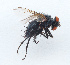  ( - NHMUK014036803)  @11 [ ] Unspecified (default): All Rights Reserved  Ben W Price Natural History Museum, London
