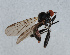  ( - NHMUK014036811)  @11 [ ] Unspecified (default): All Rights Reserved  Ben W Price Natural History Museum, London