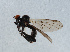  ( - NHMUK014036811)  @11 [ ] Unspecified (default): All Rights Reserved  Ben W Price Natural History Museum, London