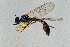  ( - NHMUK014111570)  @11 [ ] Unspecified (default): All Rights Reserved  Ben W Price Natural History Museum, London