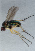  ( - NHMUK014111574)  @11 [ ] Unspecified (default): All Rights Reserved  Ben W Price Natural History Museum, London