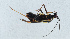  (Grypocoris stysi - NHMUK014111576)  @11 [ ] Unspecified (default): All Rights Reserved  Ben W Price Natural History Museum, London