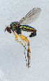  ( - NHMUK014111579)  @11 [ ] Unspecified (default): All Rights Reserved  Ben W Price Natural History Museum, London