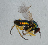  (Machaerium - NHMUK014111590)  @11 [ ] Unspecified (default): All Rights Reserved  Ben W Price Natural History Museum, London