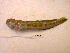  (Blenniella cyanostigma - KUT 5539)  @13 [ ] Unspecified (default): All Rights Reserved  University of Kansas Biodiversity Institute (KUBI) Unspecified